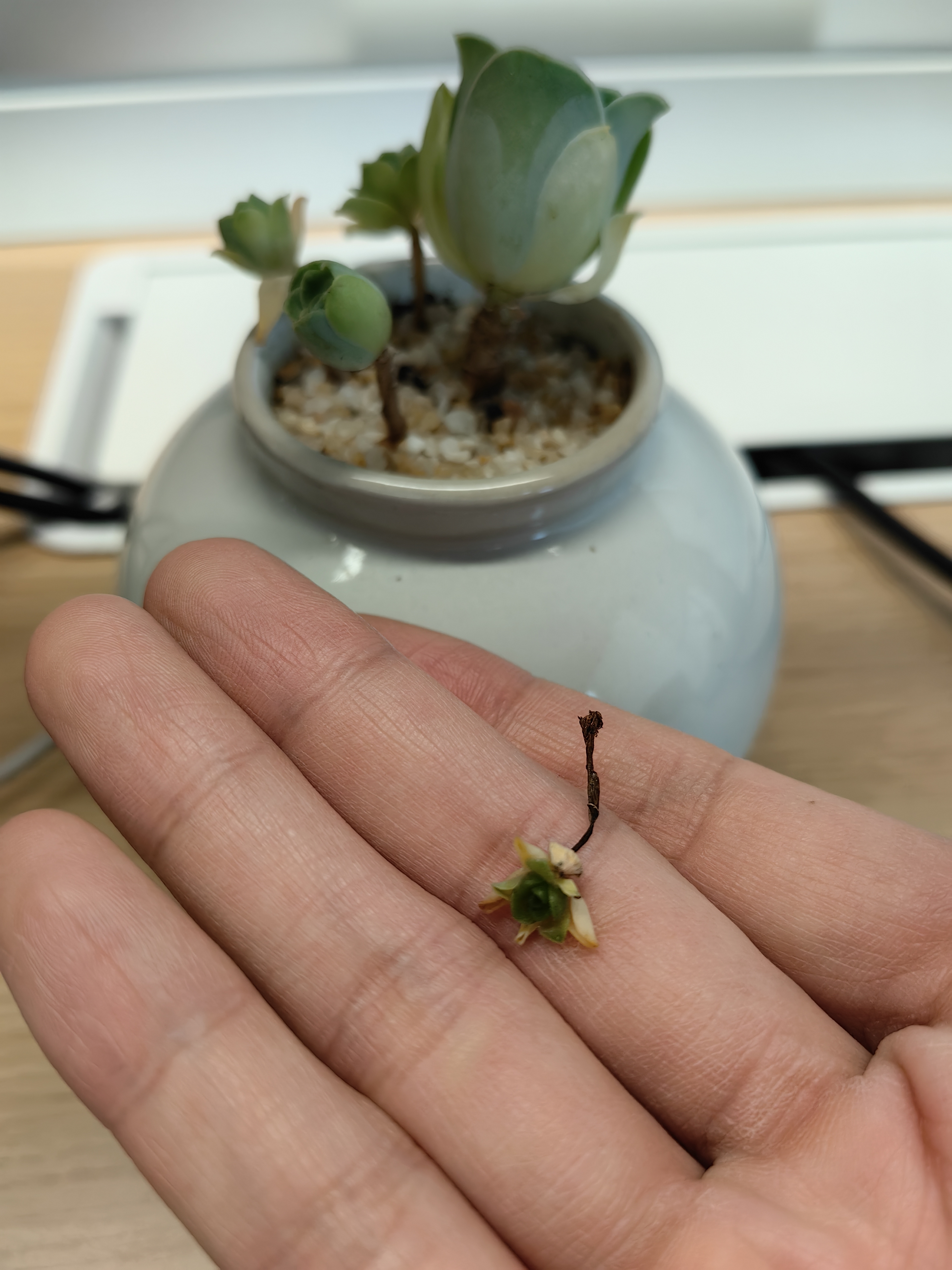 三天忘了浇水，冒出的新芽嘎了