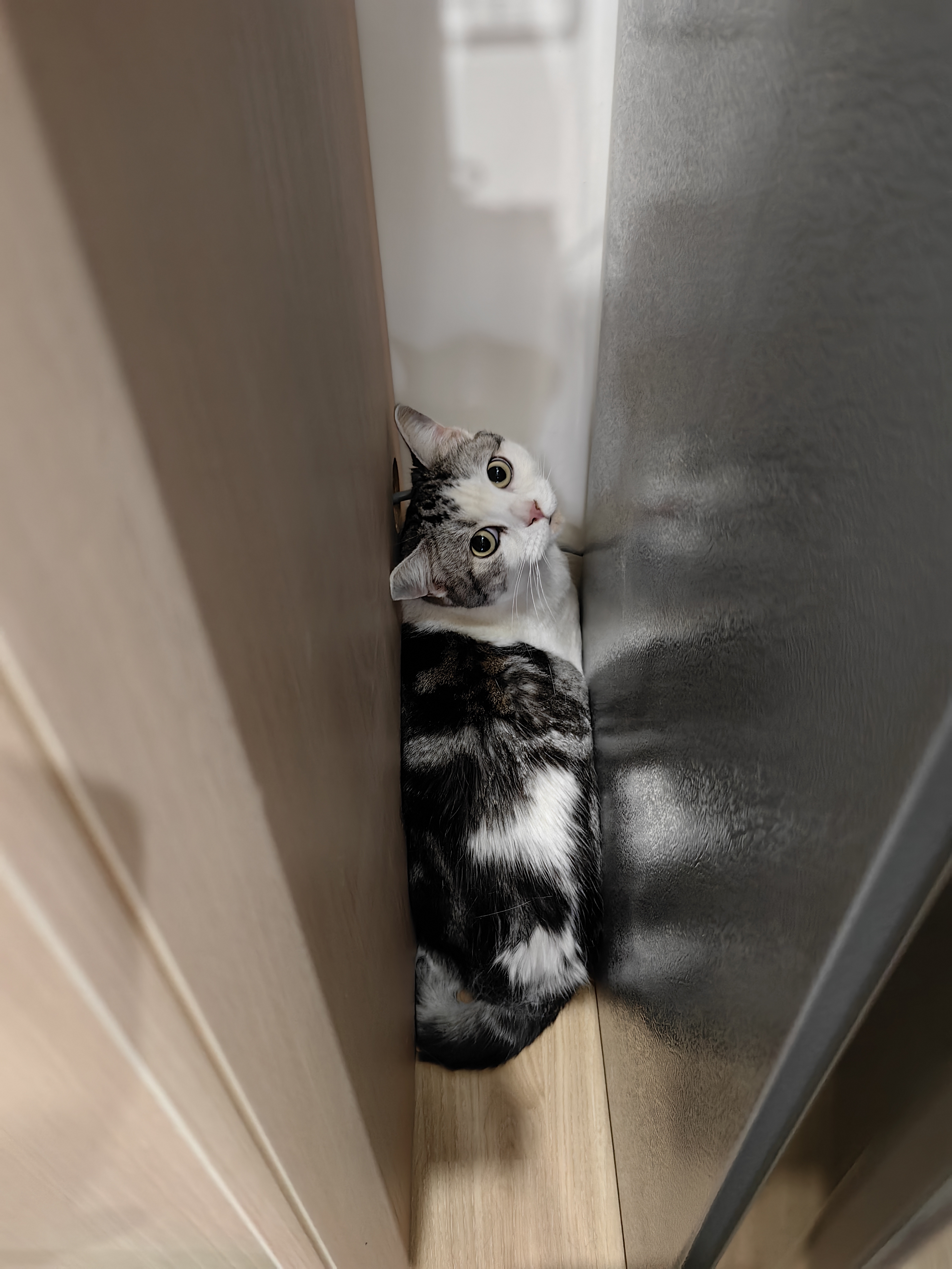 从成都回来的猫环境陌生让它有点自闭了